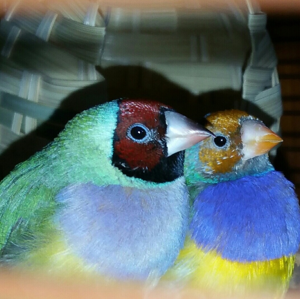 Meet your Posher, Constance